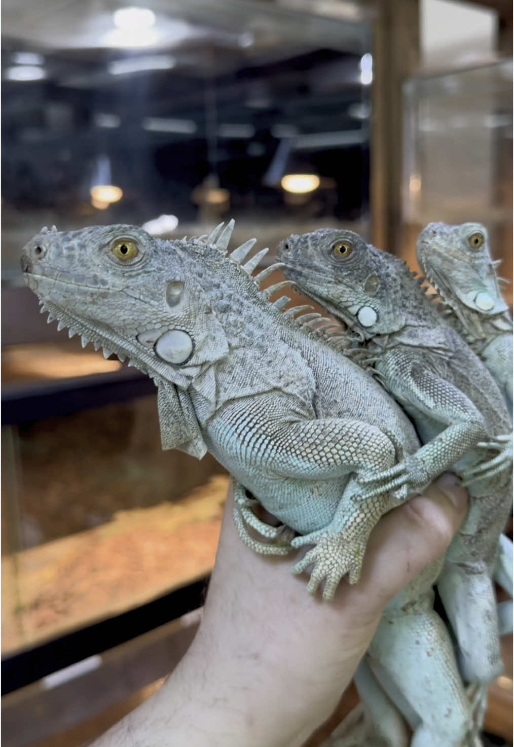 @KANMAZ PETSHOP