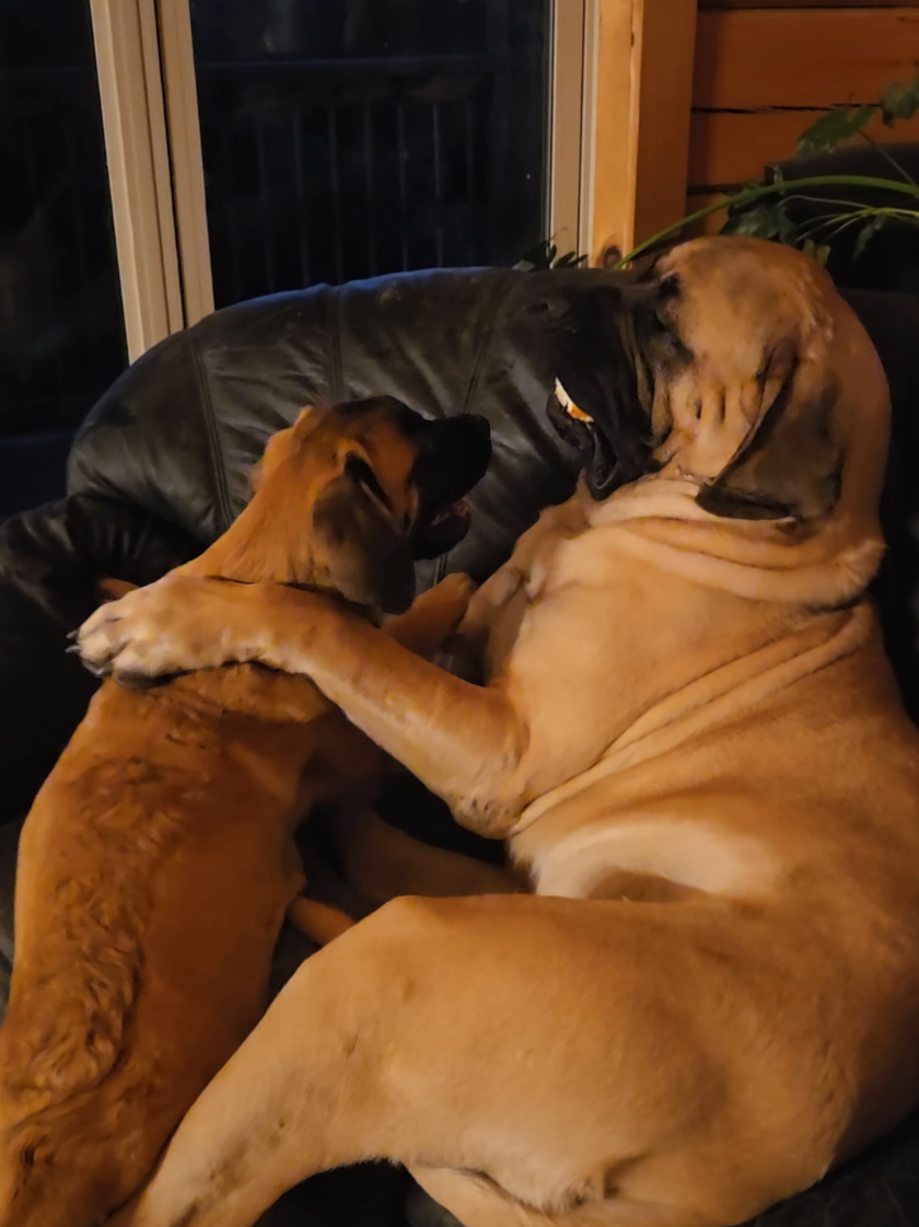 @Maple Mastiffs