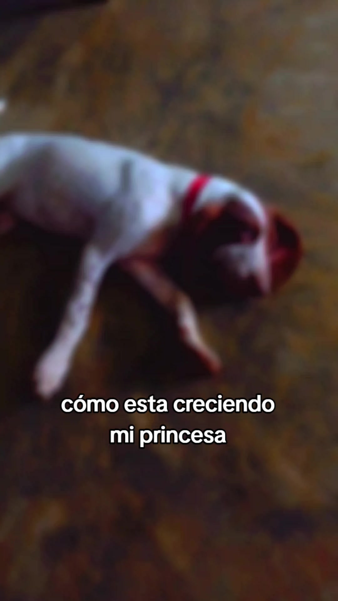 @Rony mauricio