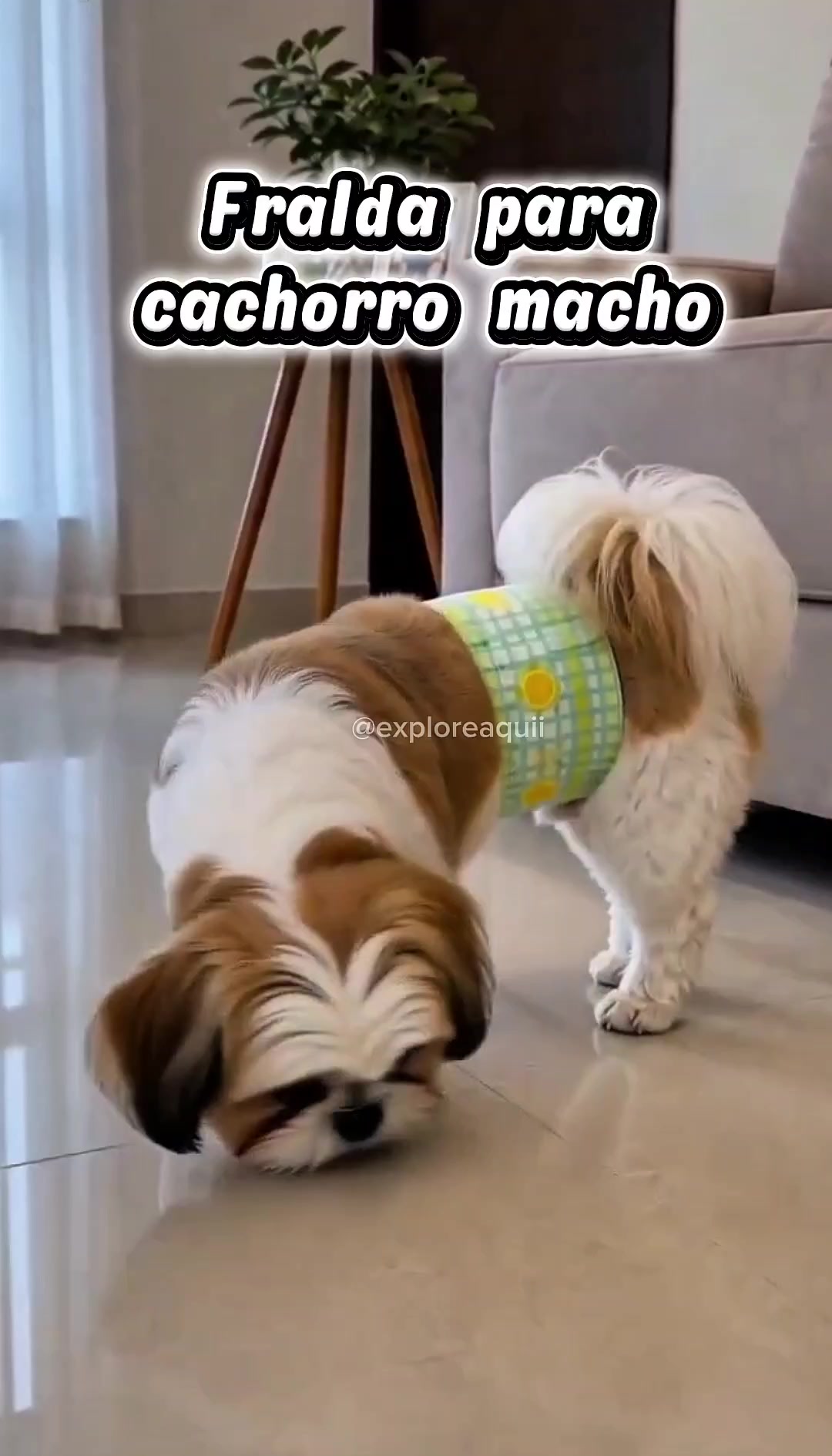 @Explore Aquii 🐾🐾✨️