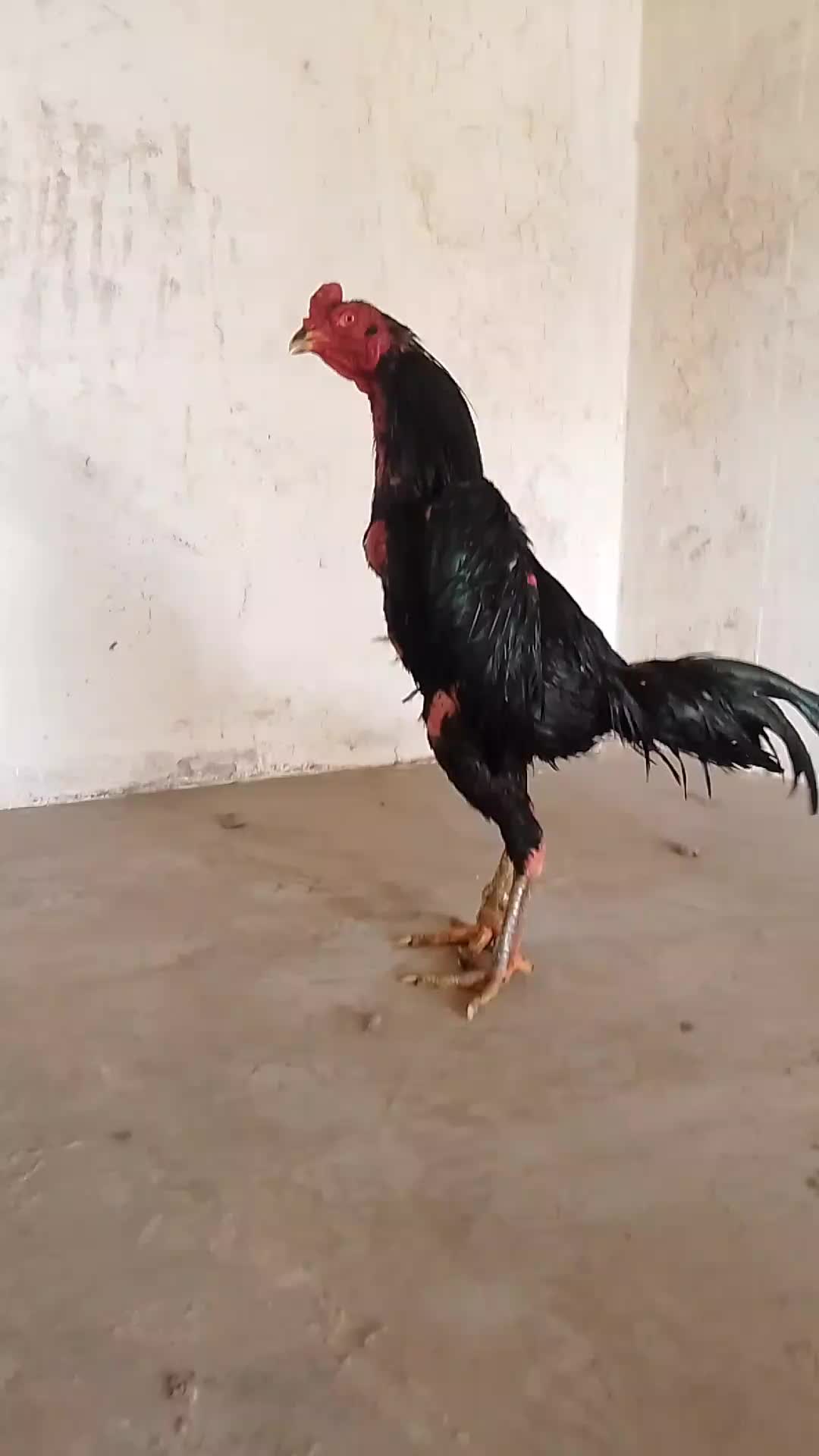 @Royal birds