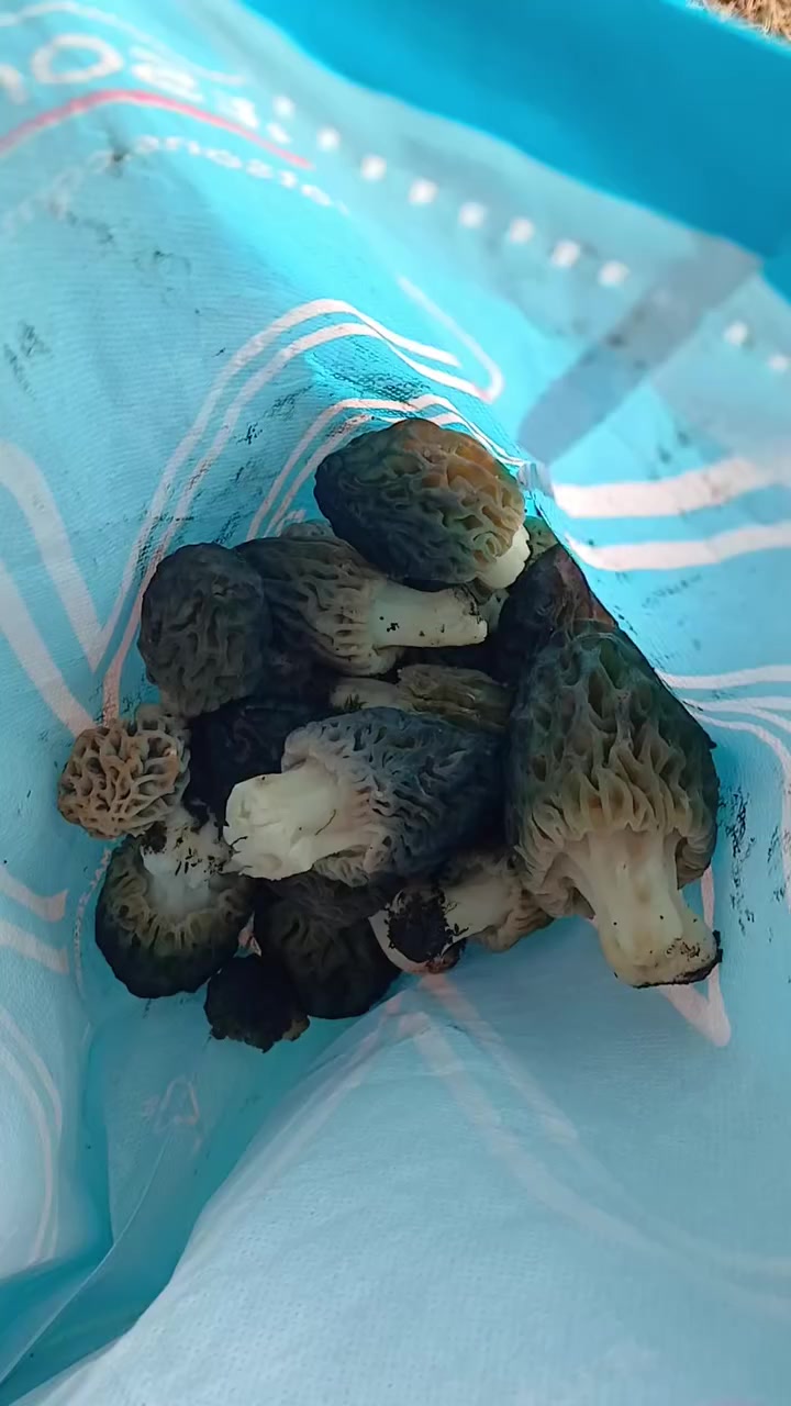 @Deniz Çezik