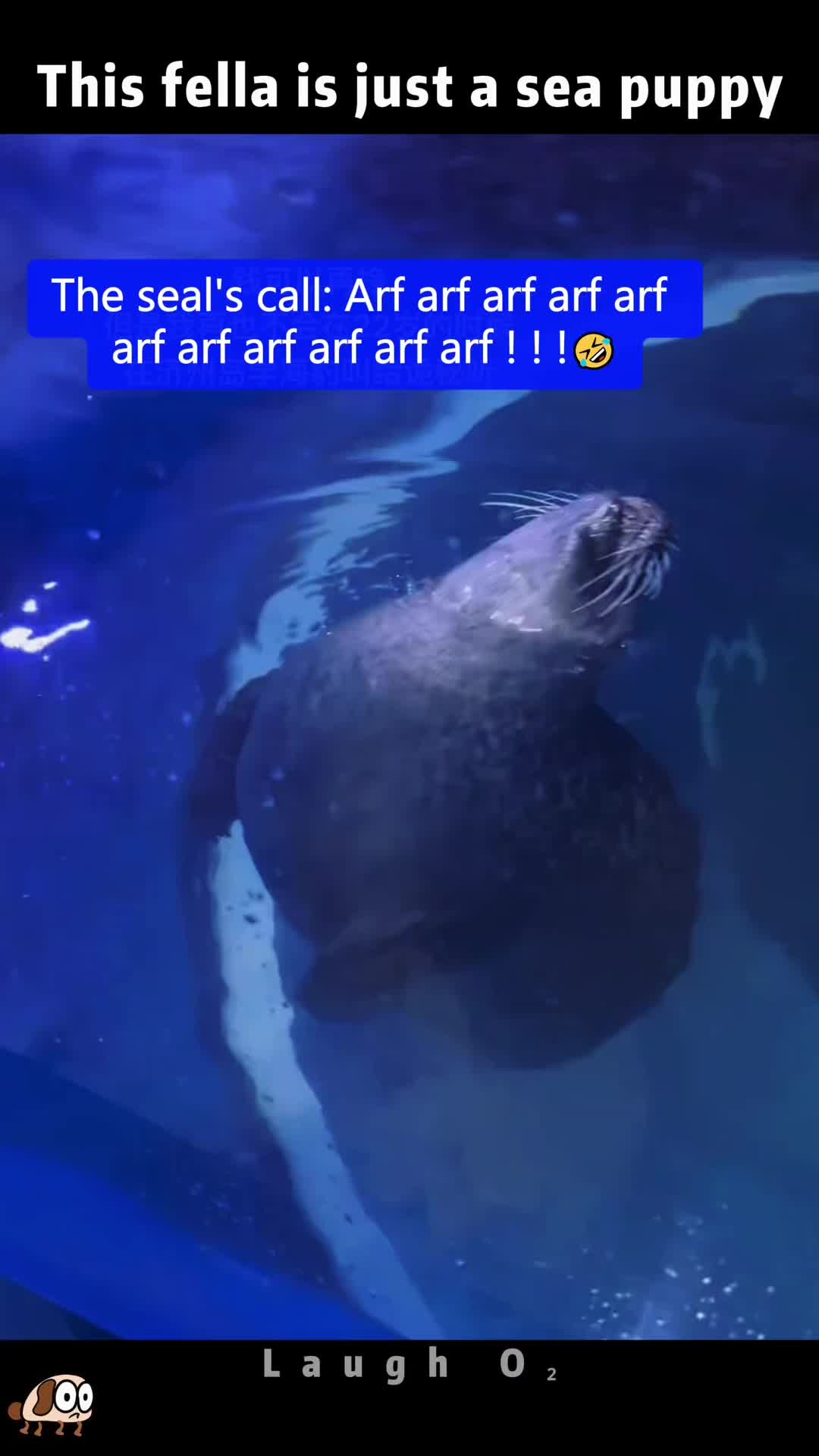 @laugho2