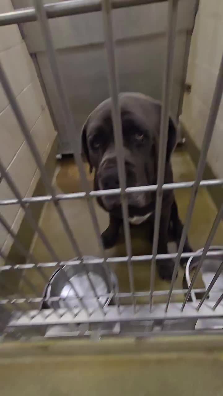 @Cane Corsos