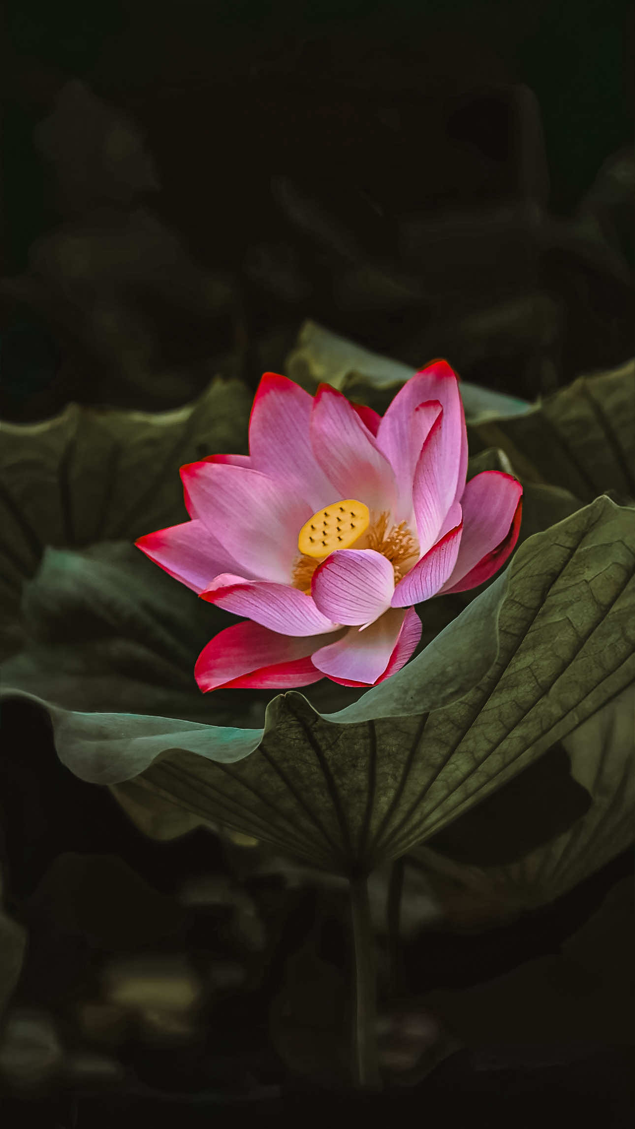 @𝑻𝒂̂𝒏 𝑻𝒉𝒊