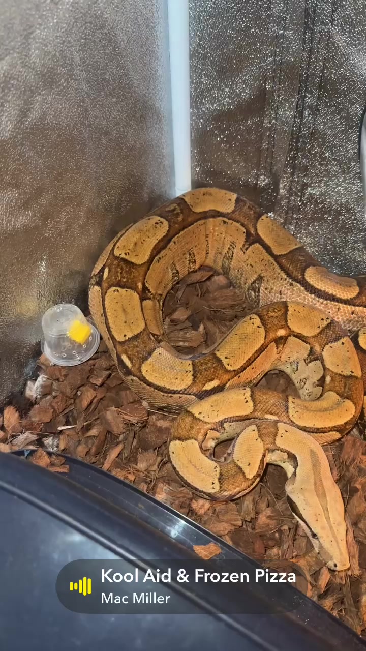 @A&L Reptiles