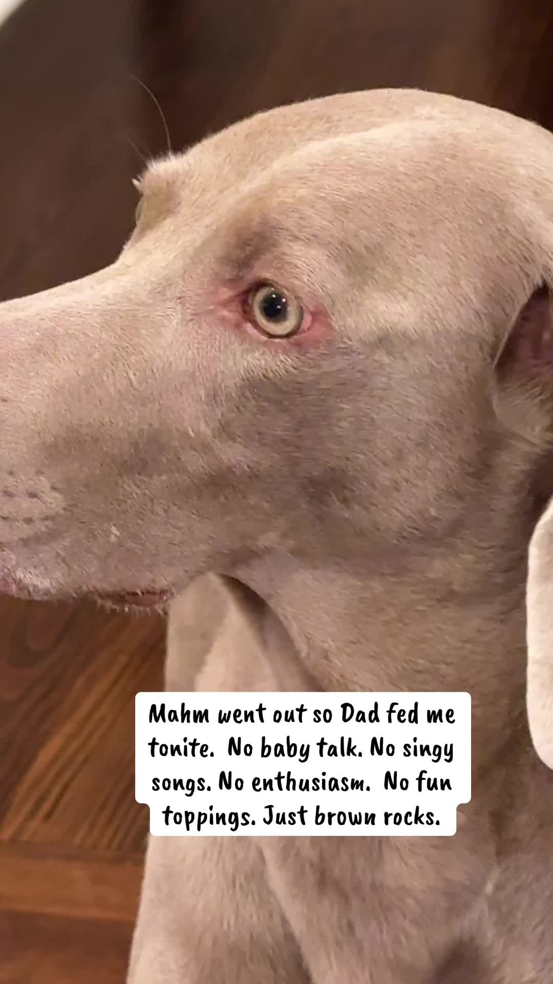 @Zoey the Weim