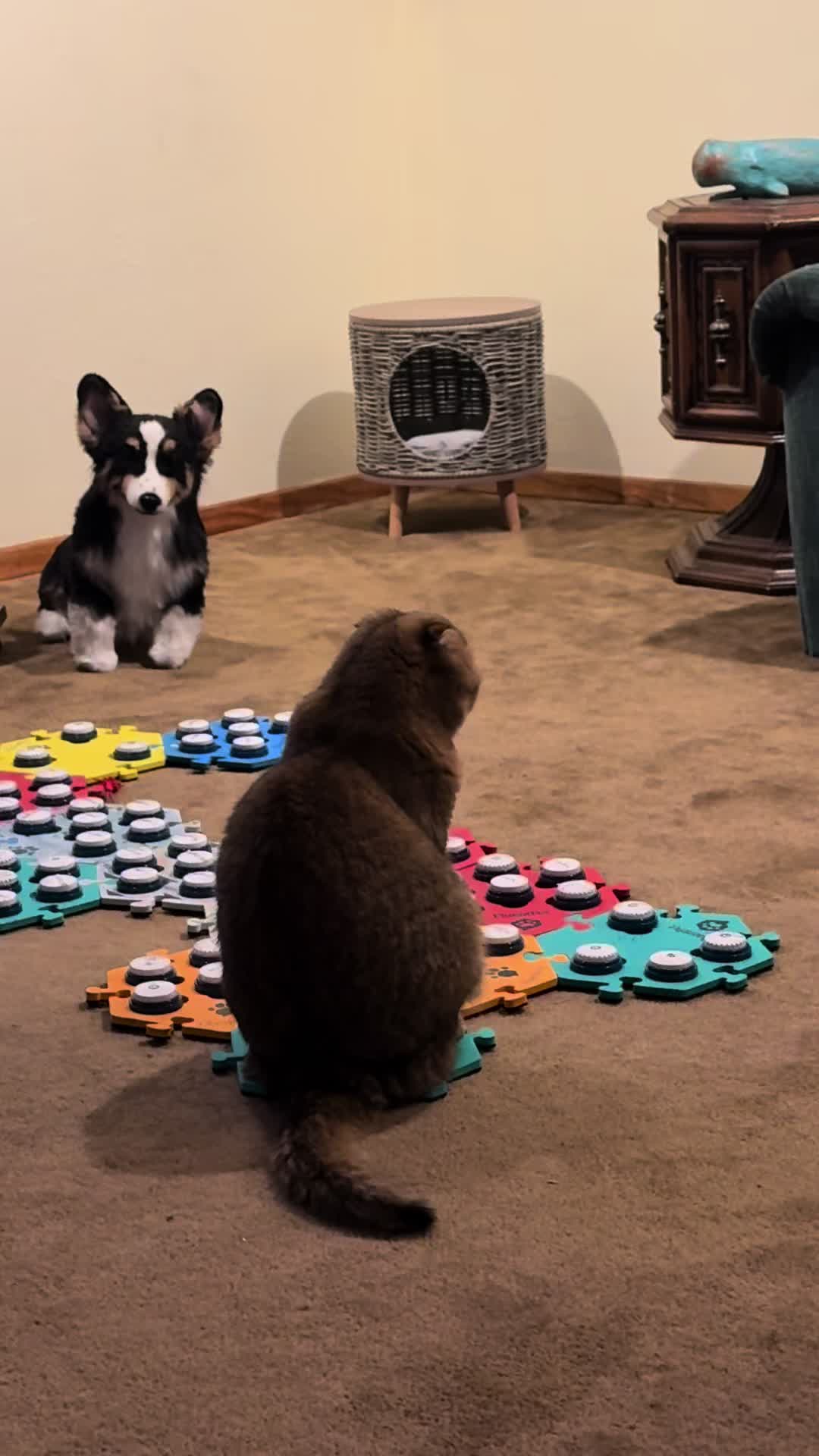 @Puffindoestricks