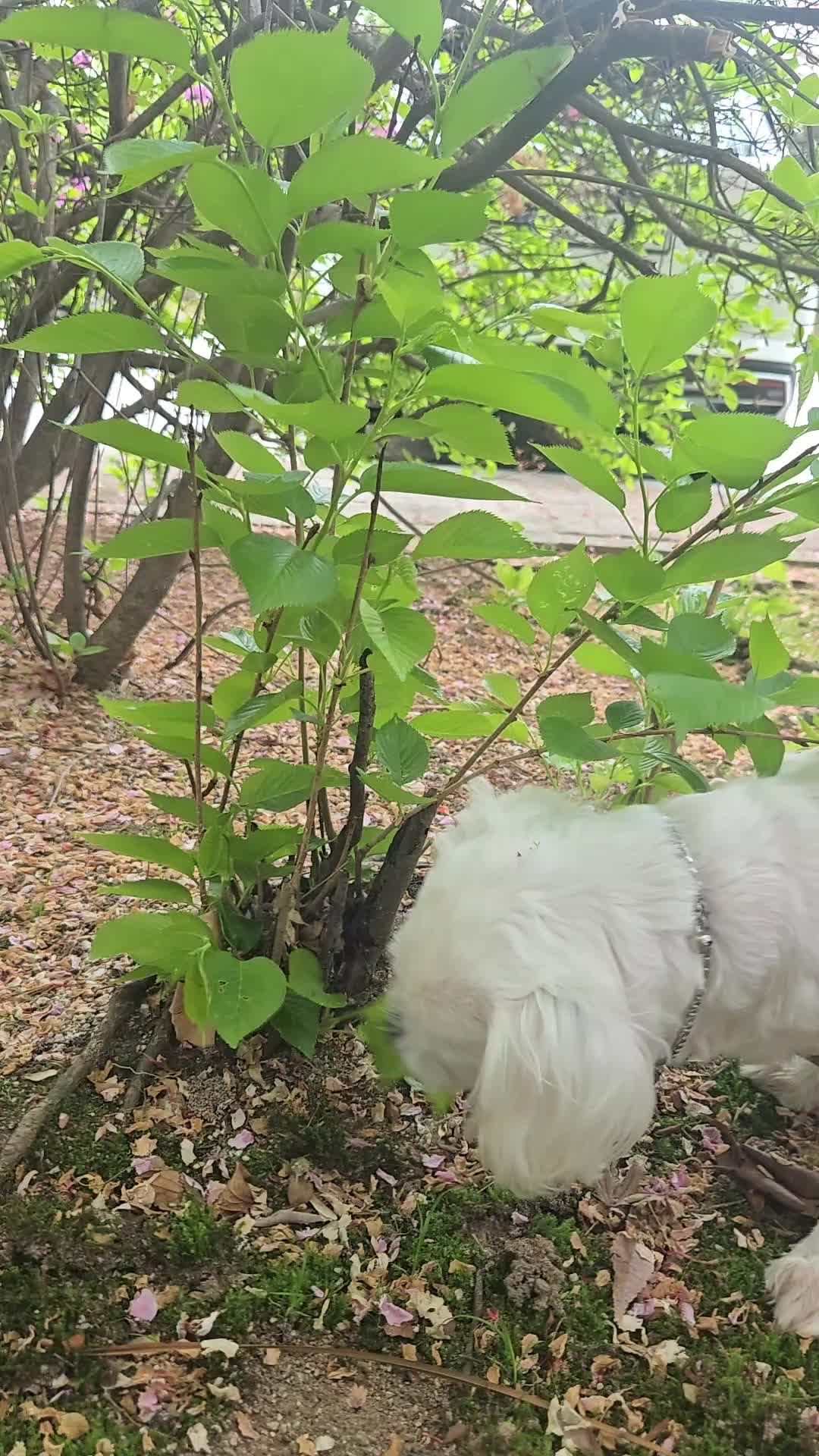 @❤파란눈녹차❤