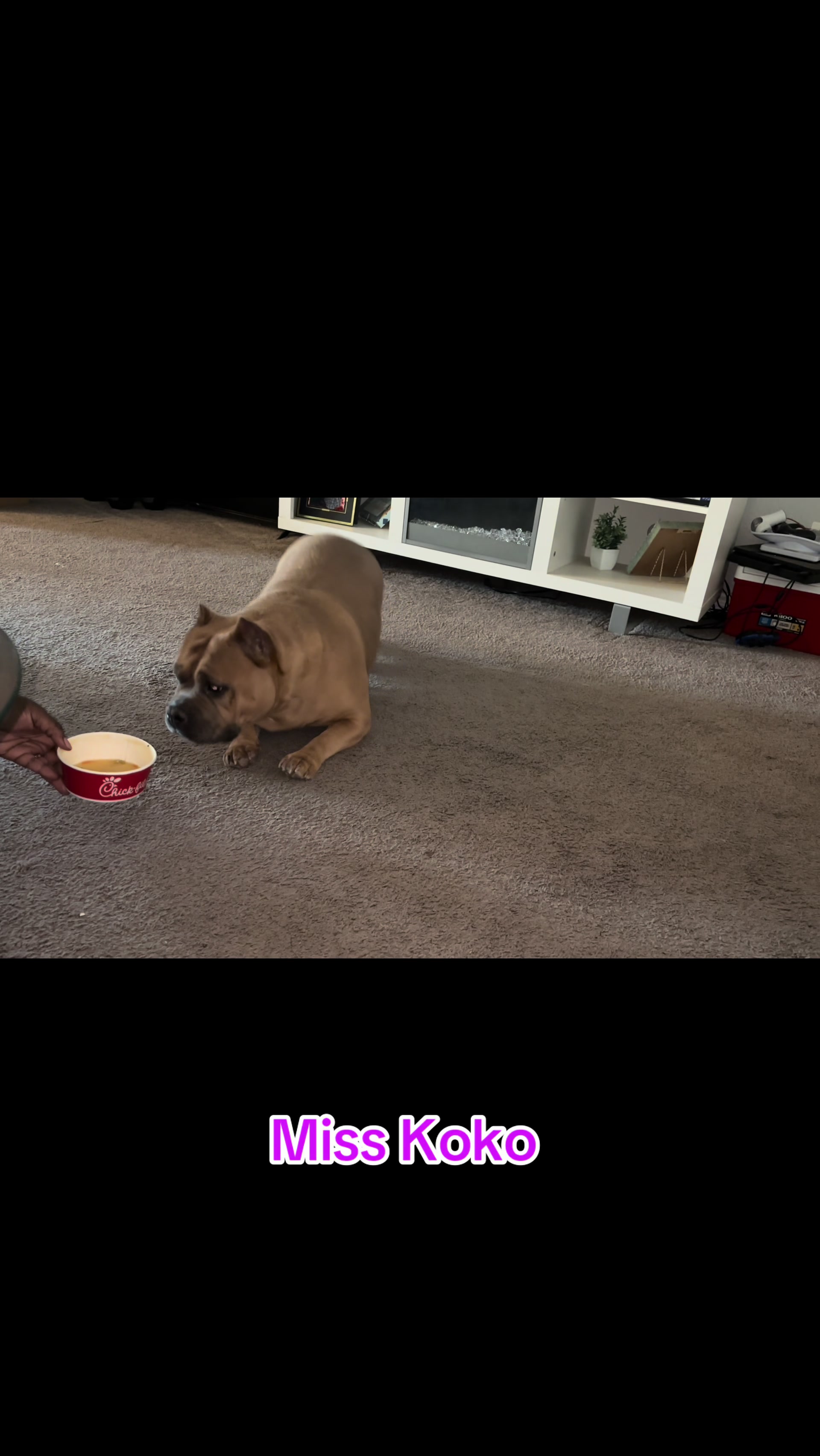 @Scooterzbullyz LLC