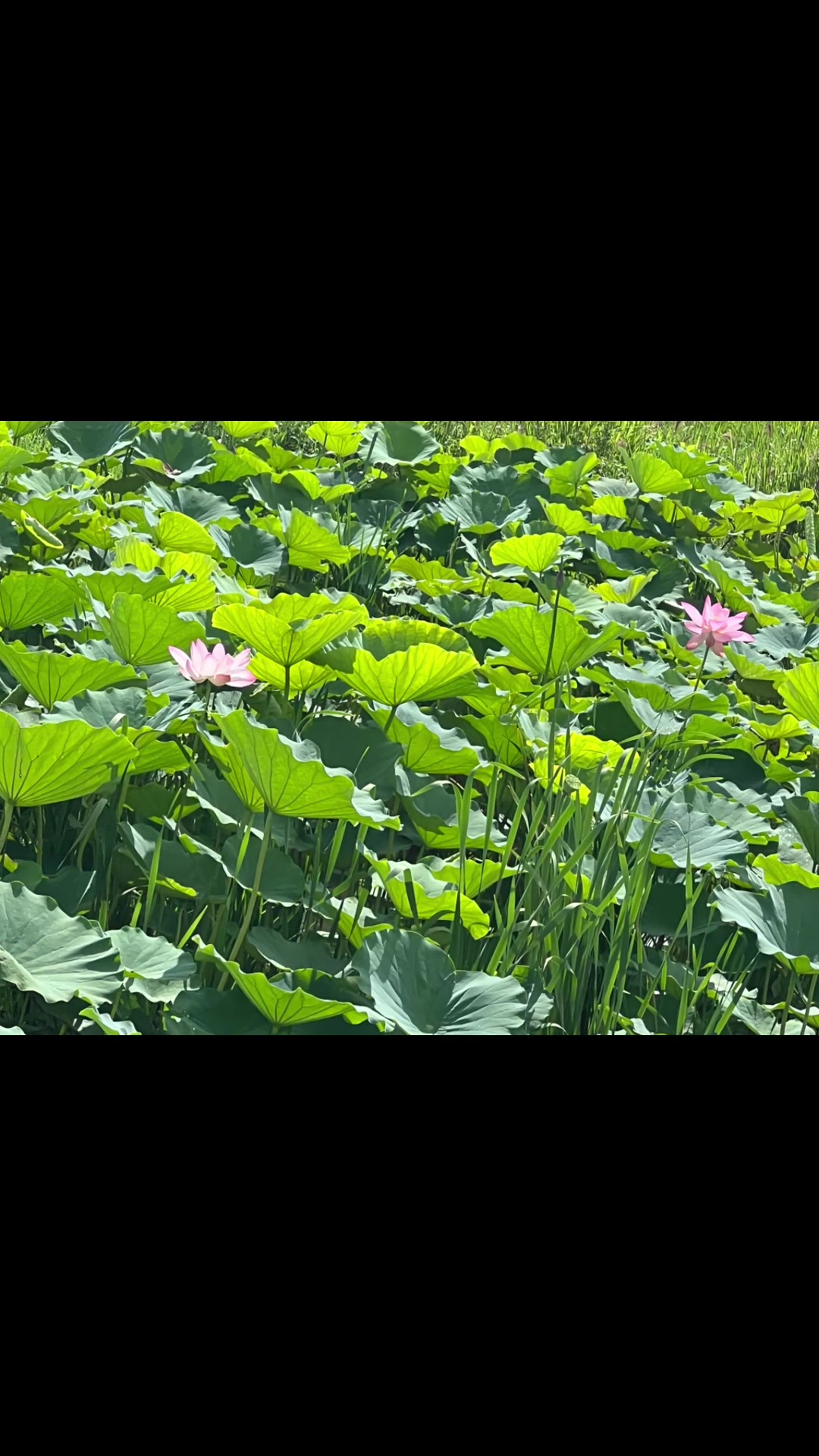 @神野悠仁 かみのゆうじん