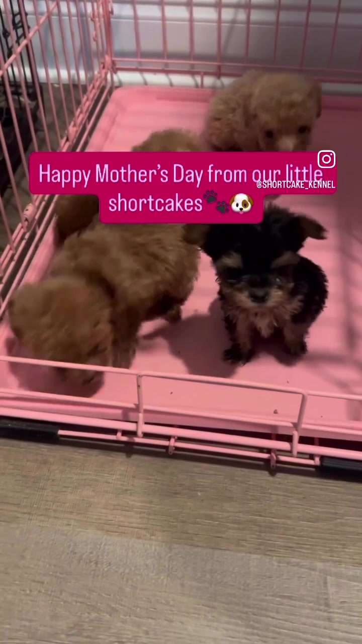 @Shortcake_kennel_2