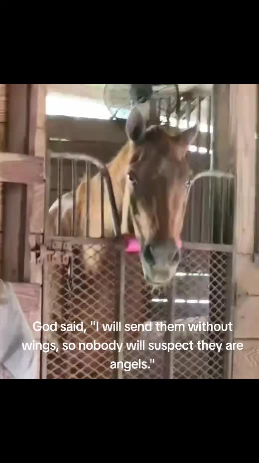 @Flhorselife772