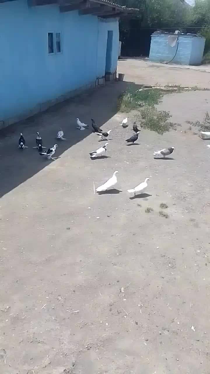 @Kamran_Piriyev