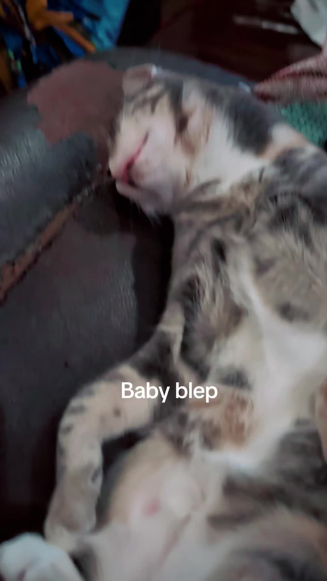 @BuffyTheKittenSpayer