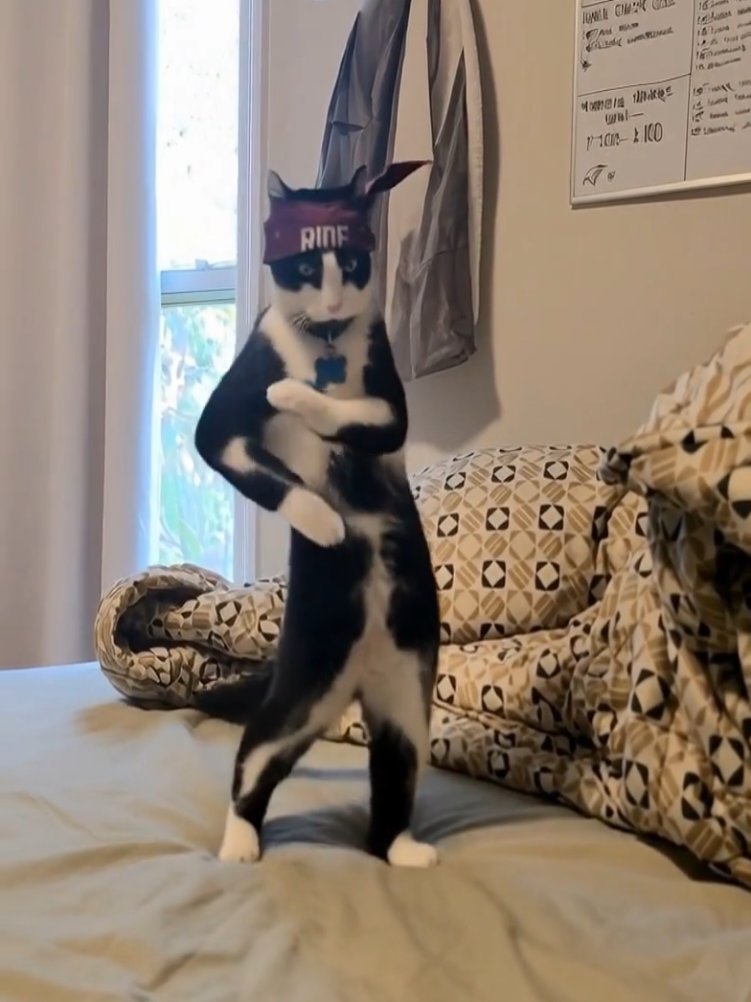 @THUGxedo Cat