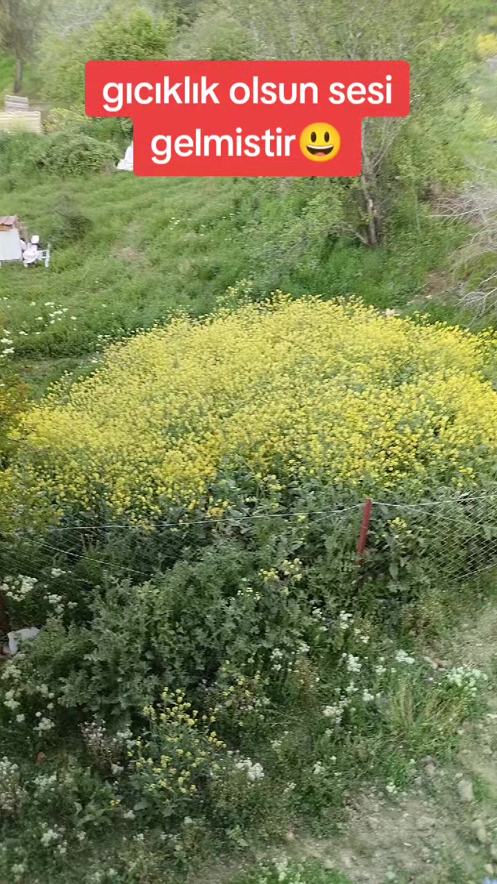 @☺️Farmasi Cemile damgacı🐟
