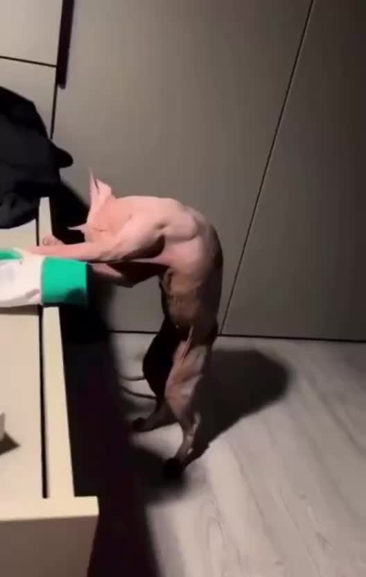 @Charlee The Cane Corso