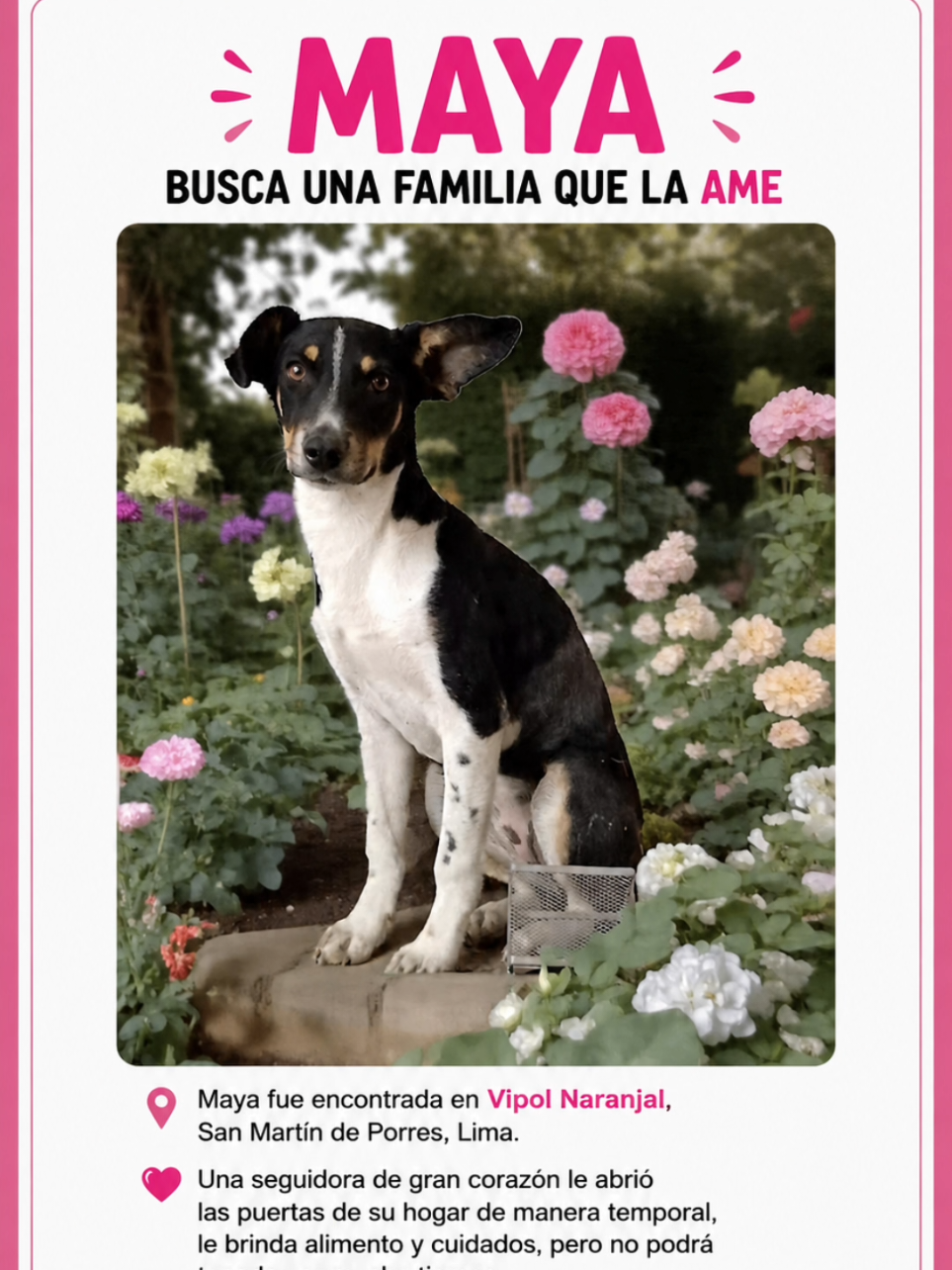 @Perritos Voladores