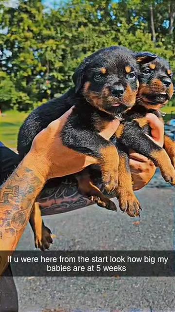 Brother and sister vibes!! my babies | Freitas Rottweilers ...