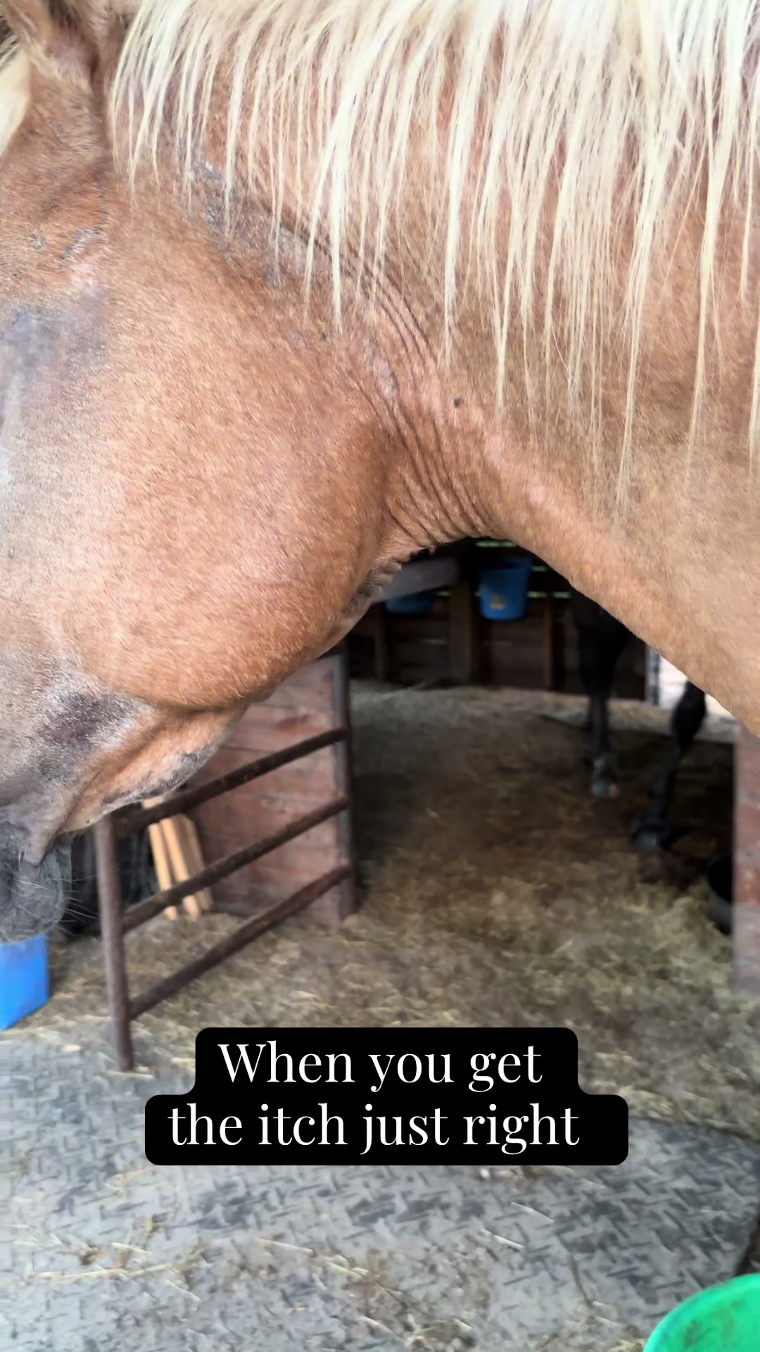 @Kim’s Funny Farm