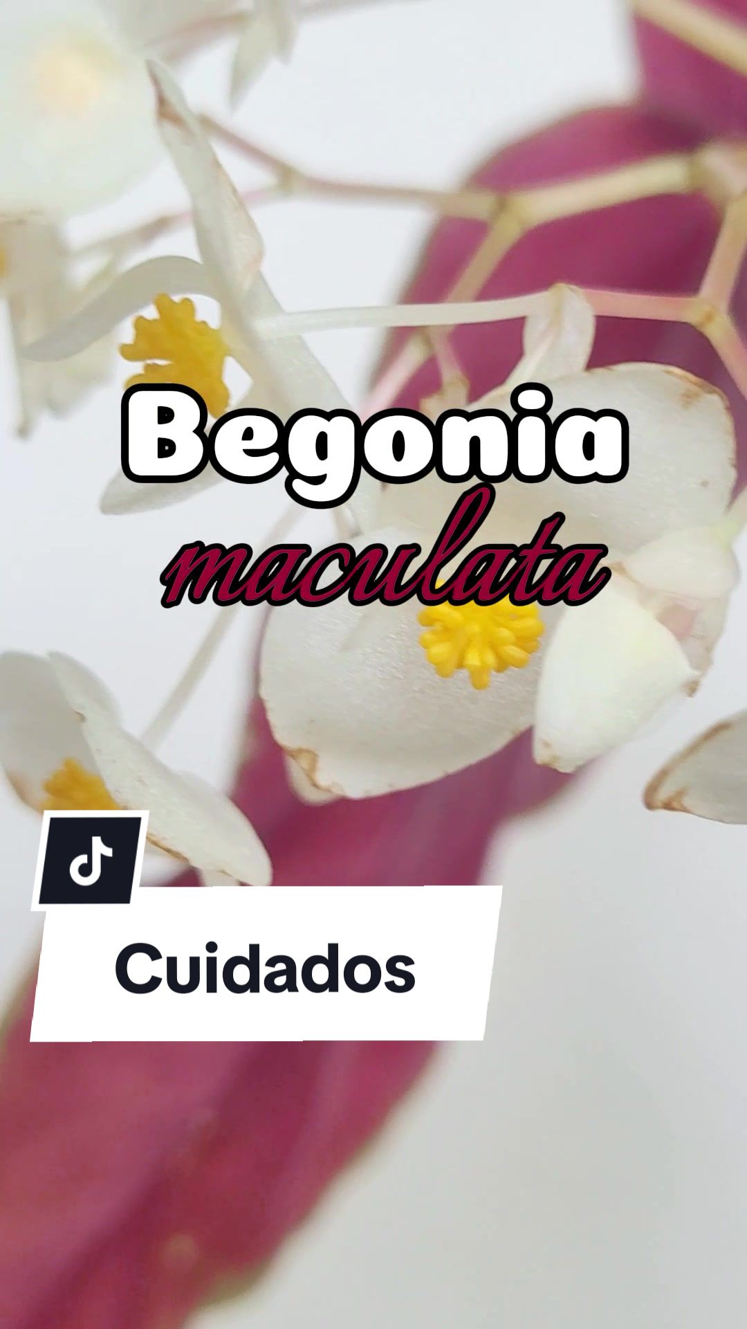 @Plantolog&iacute;a🌿