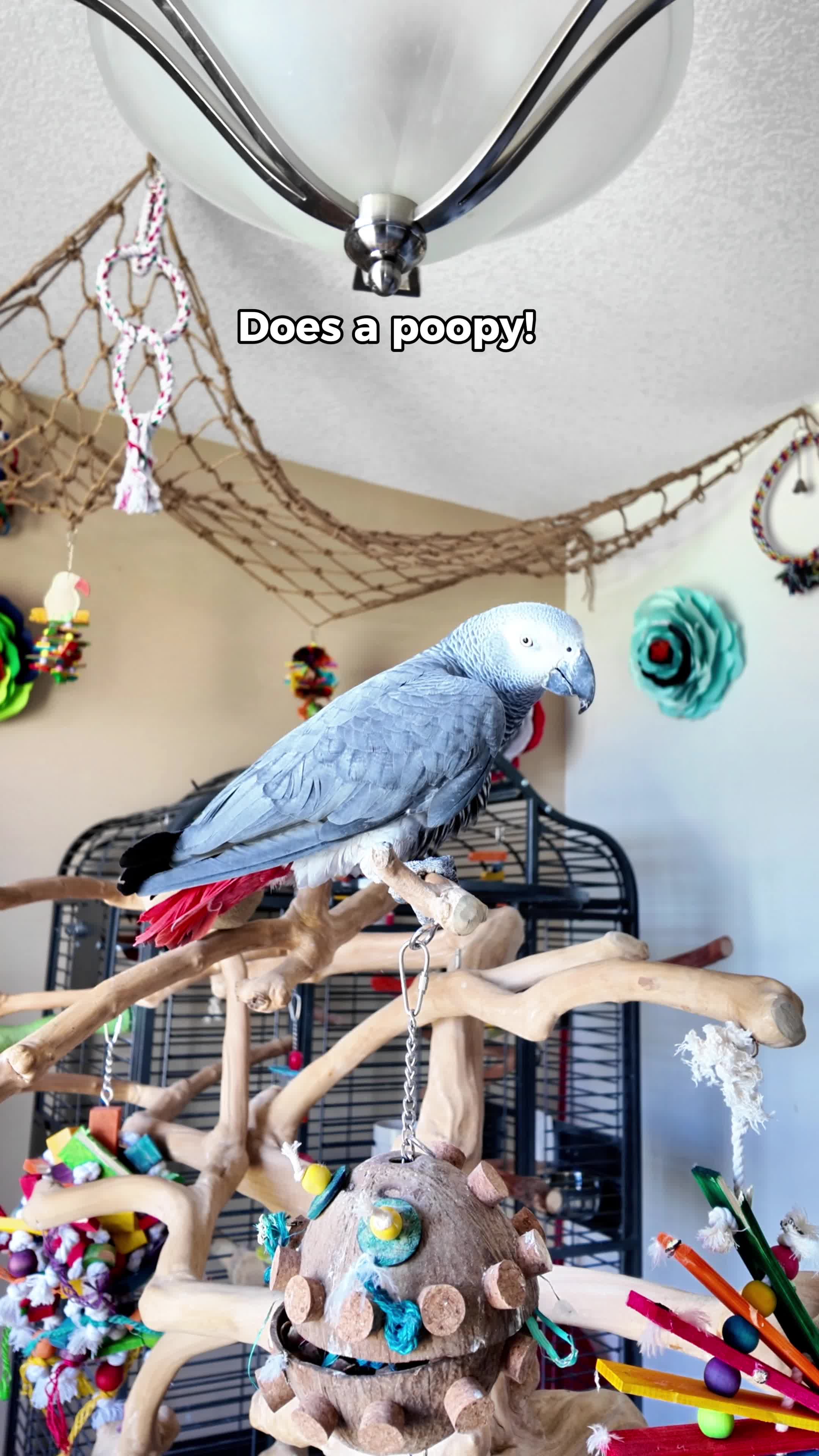 @Gizmo The Grey Bird