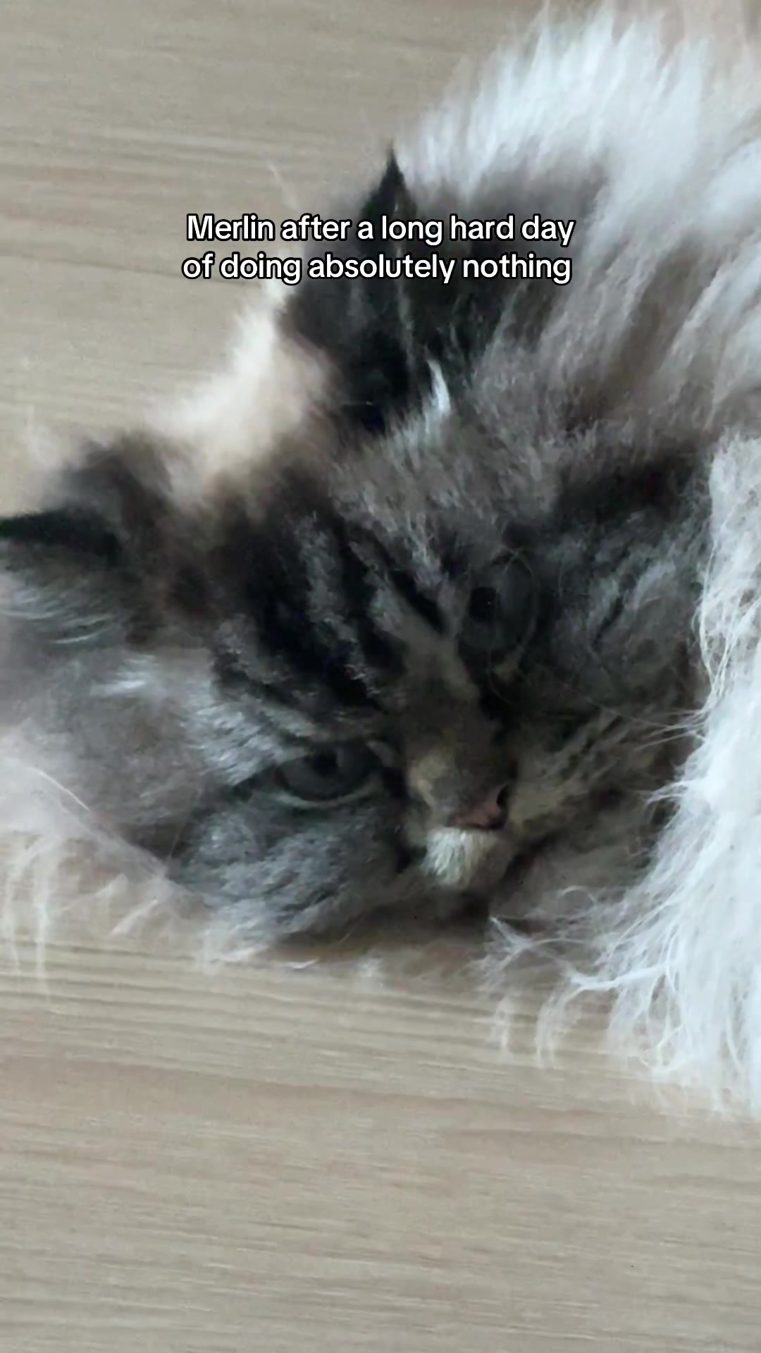 @Merlin Ragdoll