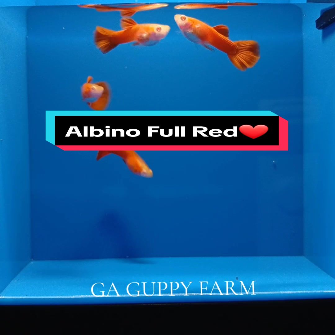@Ga Guppy Farm