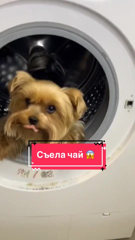 @Йорк Донни 🇺🇦