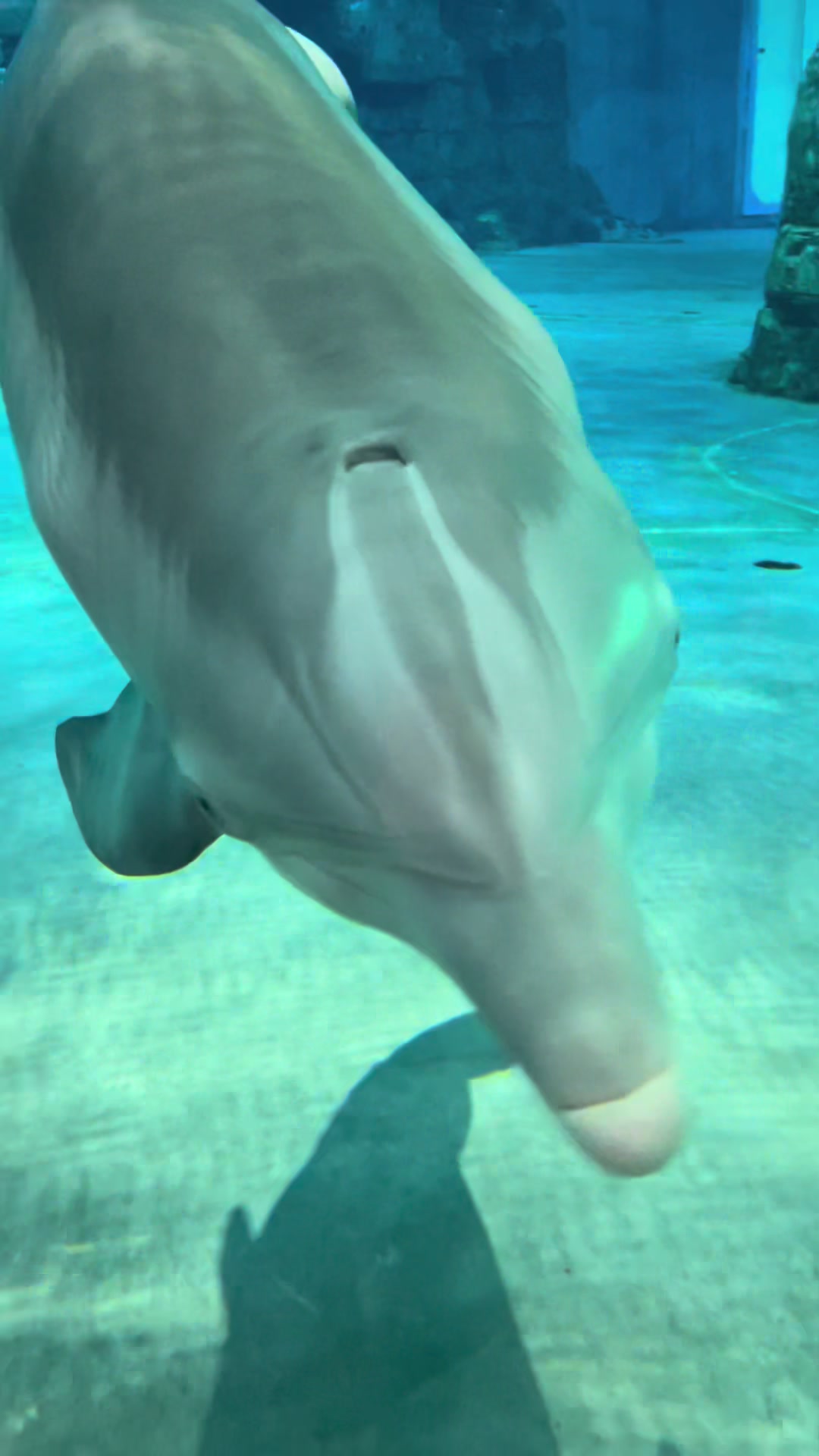 @dolphin_heart66