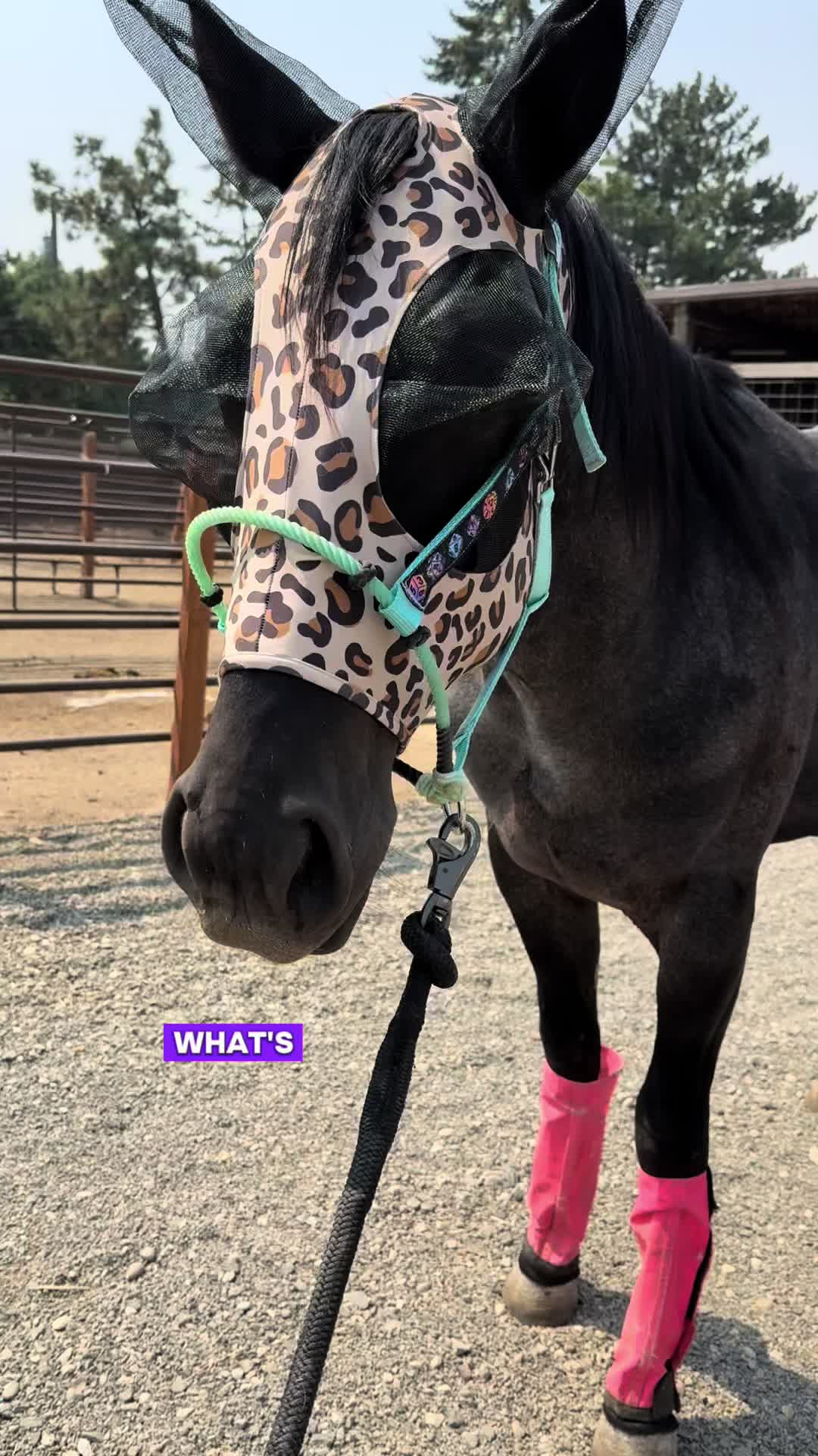@Cowgirl Tuff Colt Training ❤️
