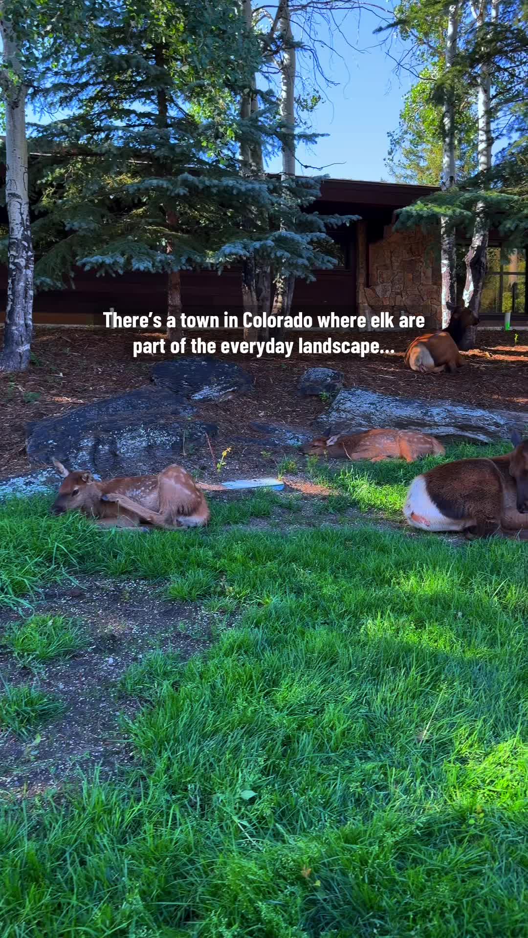 @Colorado🏔️