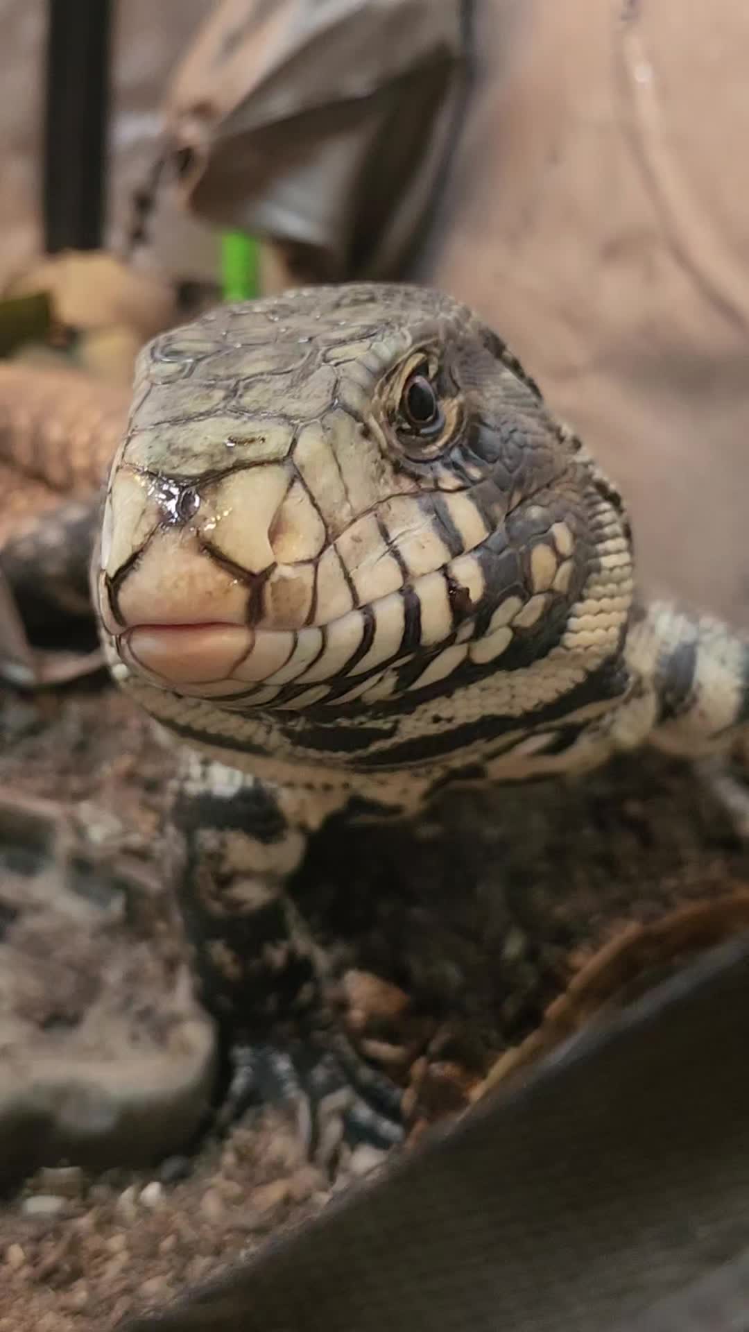 @Ballard&rsquo;s Reptiles