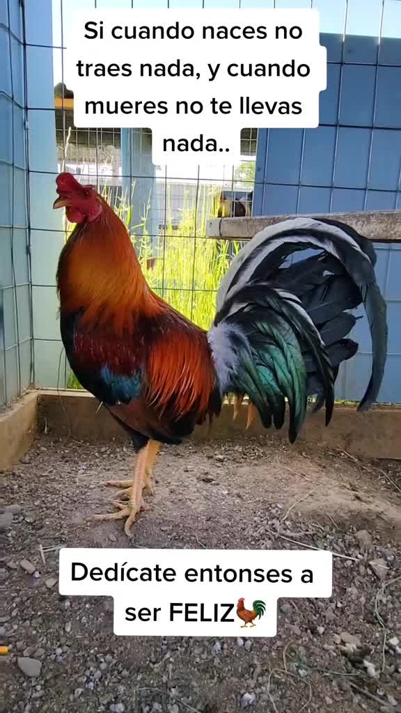 @TEO.FARM.CECI