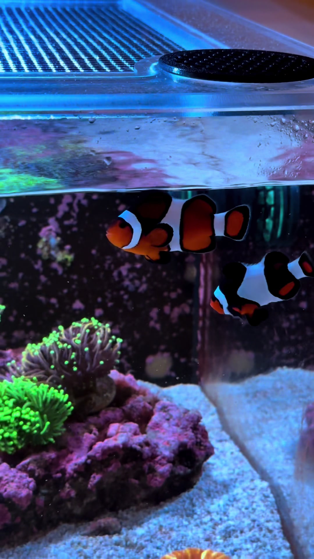 @ReefTok