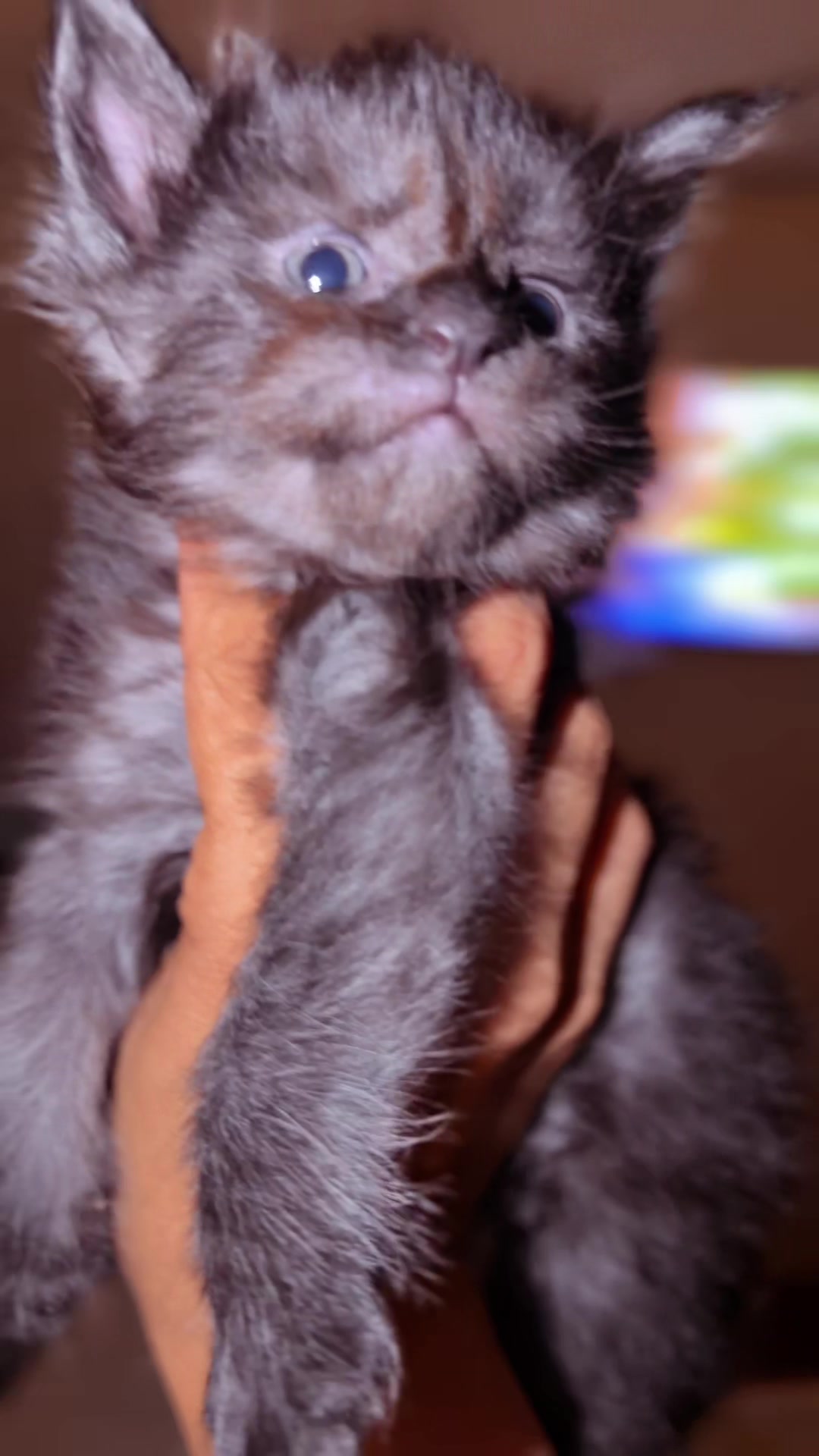 @Rosa&rsquo;s maine coon in Texas🧛
