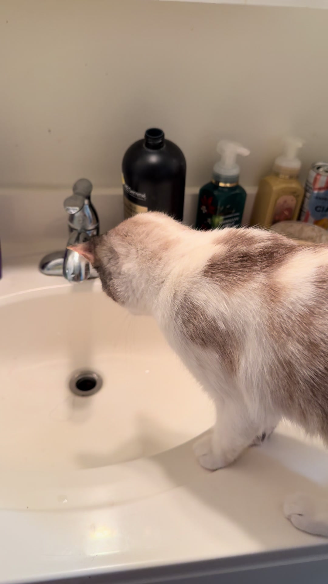 @Tali & Cats