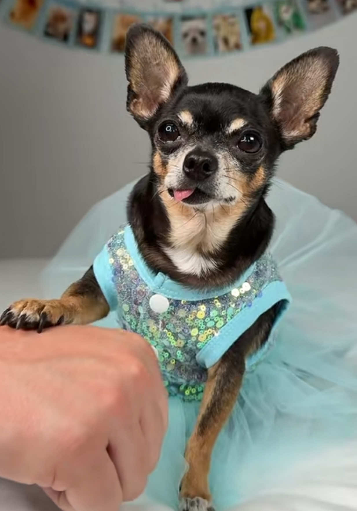 @Tiny Chihuahua Cedric & Maya