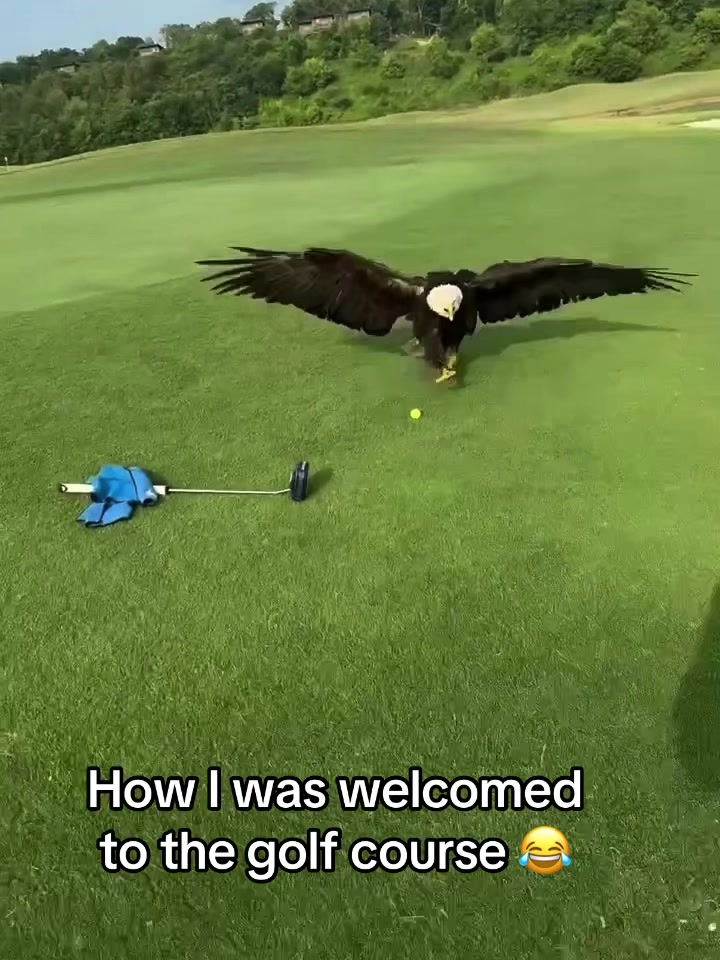 @BreezyGolf