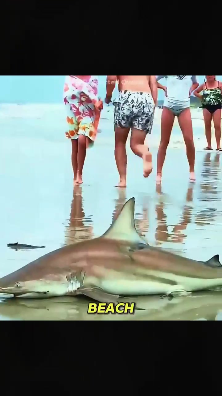 @sharkabcabc