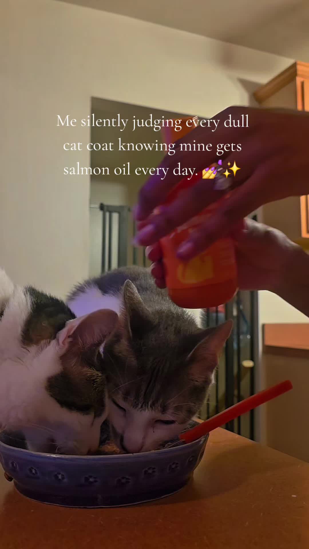@TheCommonKitties 🐾