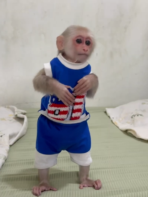 @Monkey TP
