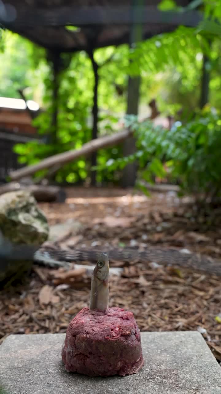 @Palm Beach Zoo