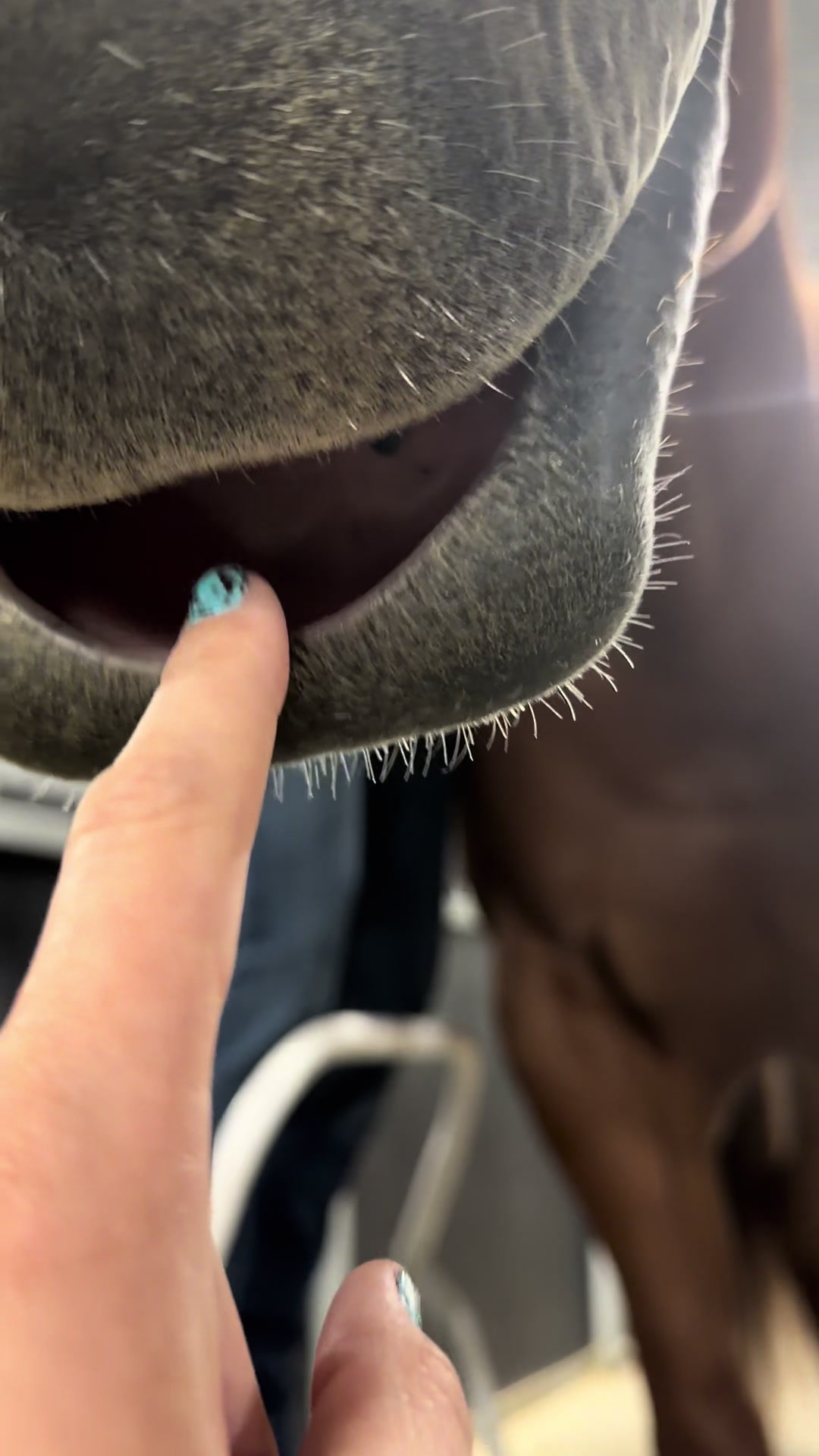 @horselife