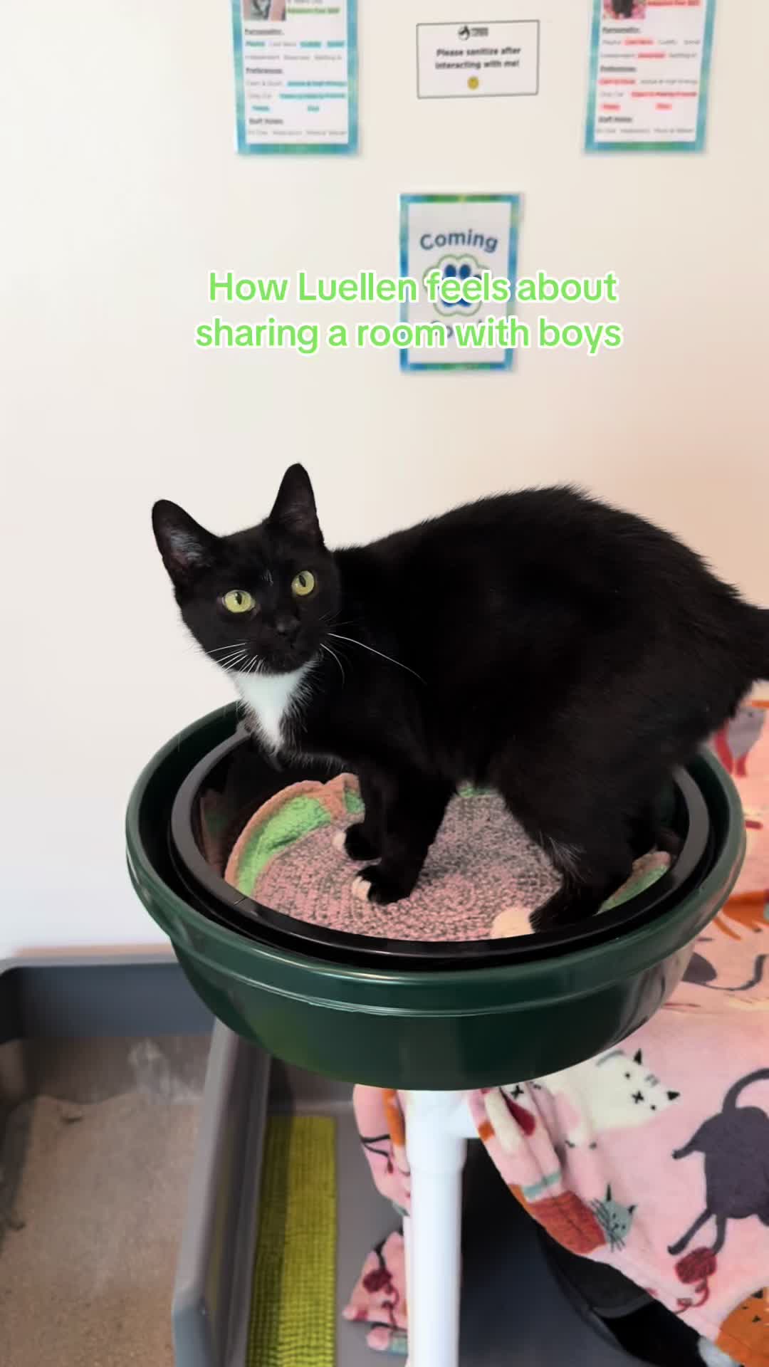 @Friends of Strays