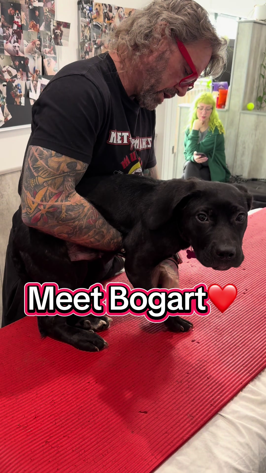 @ArfitDogRehabFitness