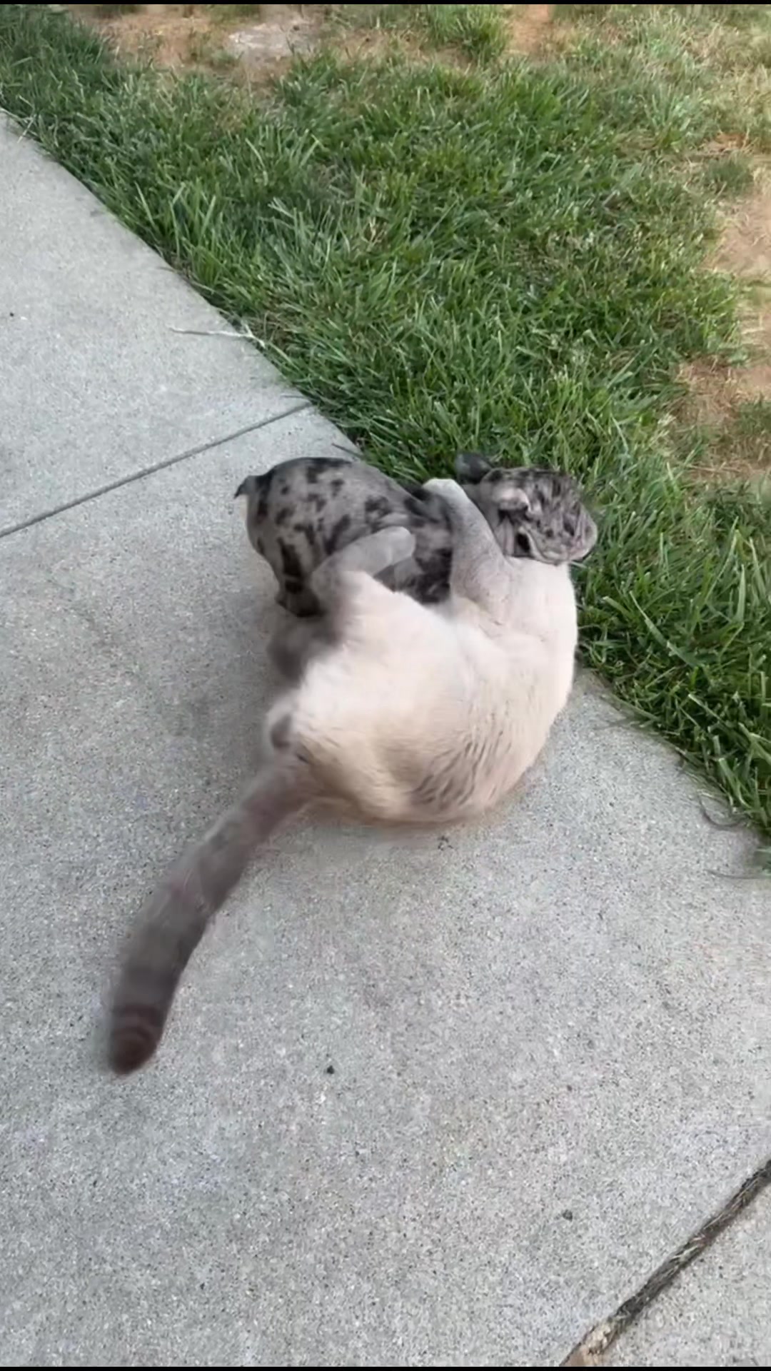 @Smokey the kitty😼