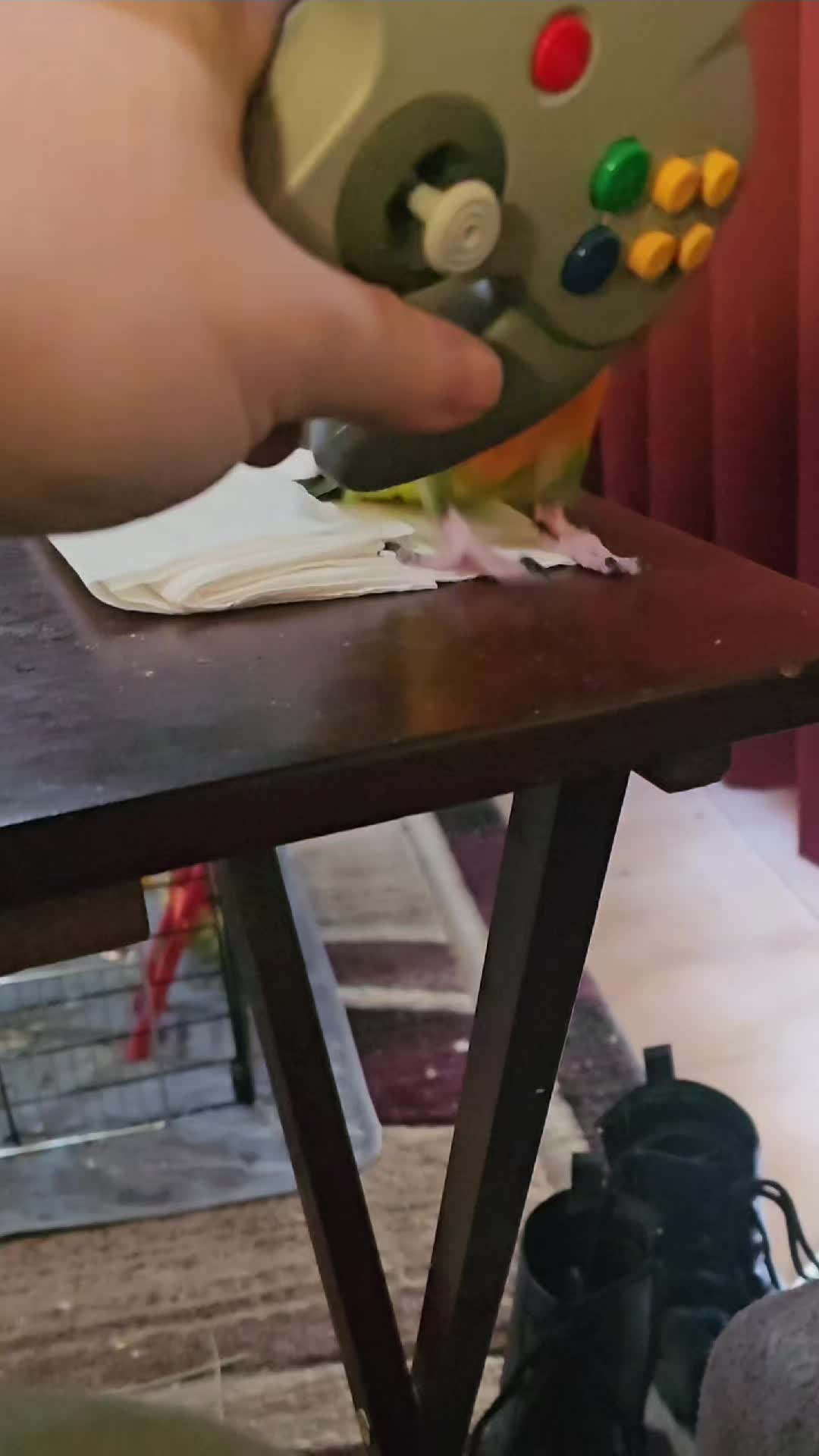 @My Budgie, My Budgie, And Me