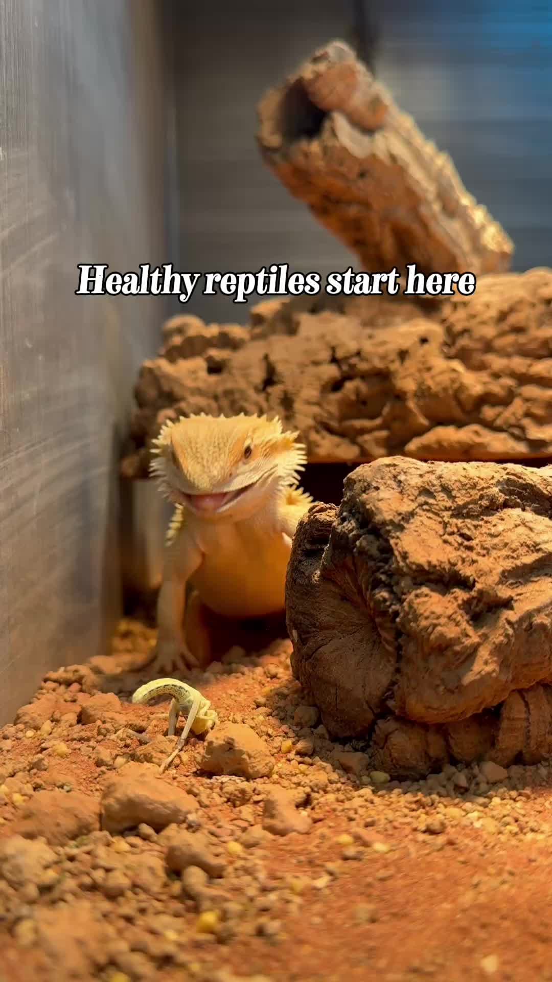 @Reptiles By Post